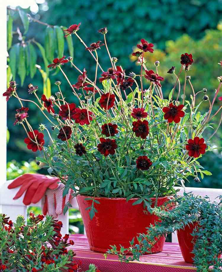 Balkonpflanze rote Blüten Schokoladenblume dunkelrot duftend