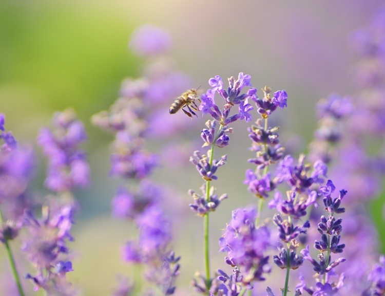 Bienenfreundliche Wiese mit Lavendel
