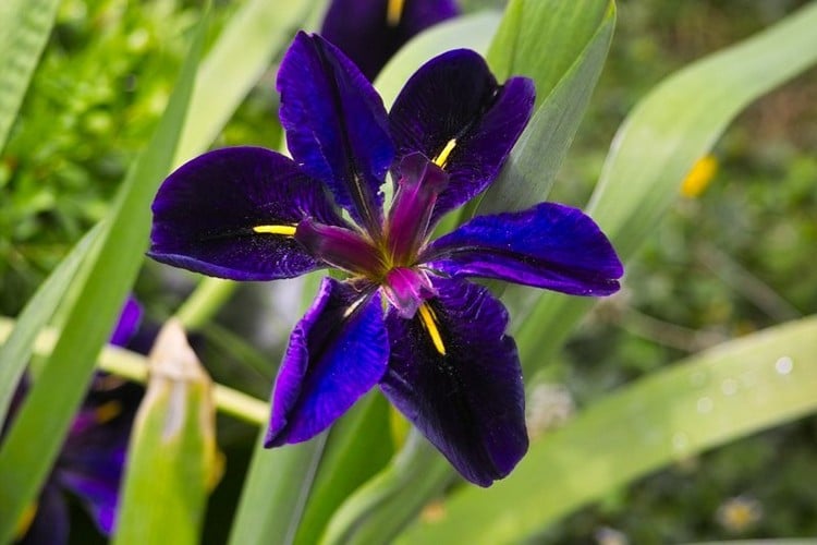 Blumen für pralle Sonne die Hitze gut vertragen Iris (1)