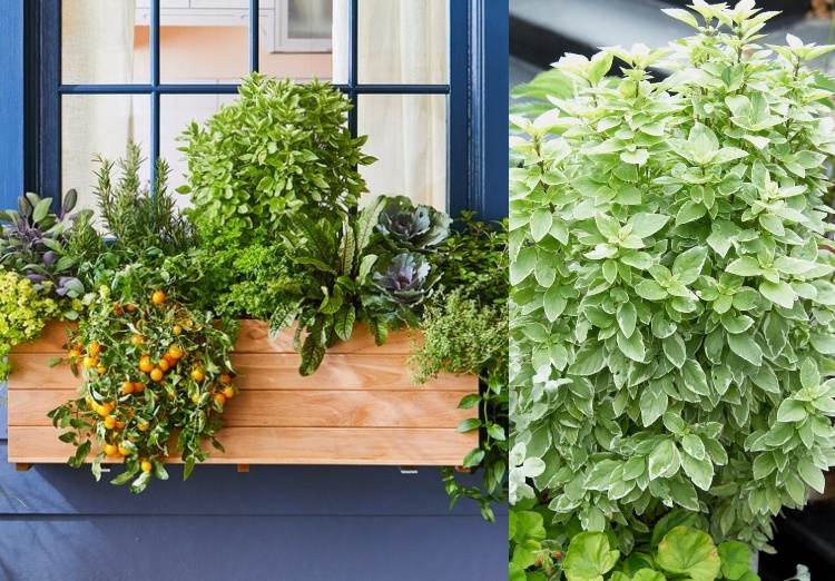 Blumenkasten mit Nutzpglanzen bepflanzen Kräuter und Gemüse kombinieren Fensterbank