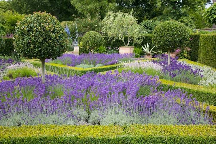 Buchsbaum kombinieren mit Lavendel im französischen Garten für einen Hauch Mittelmeeratmosphäre