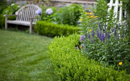 Buchsbaum kombinieren mit Stauden mit lila Blüten für Farbakzente