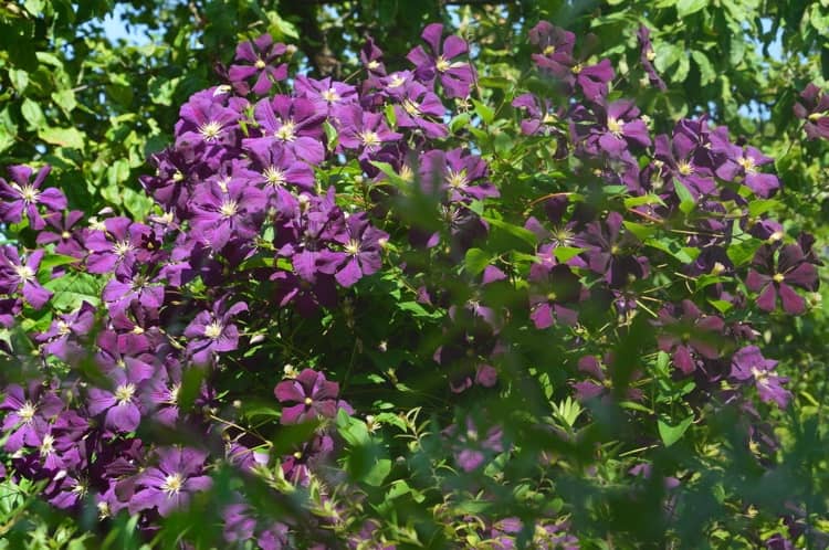 Clematis Étoile Violette mit lila Blüten