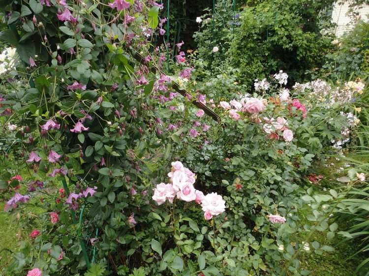 Clematis Integrifolia 'Heather Herschell' neben Rose gepflanzt