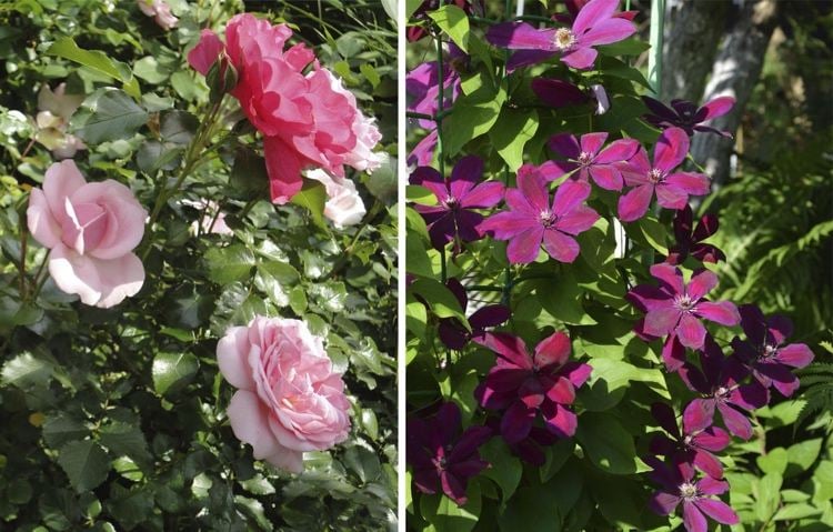 Clematis Westerplatte und Rosen mit pinkfarbenen Blüten