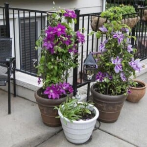 Clematis im Kübel auf dem Balkon