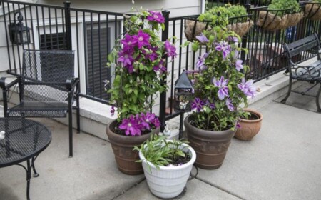 Clematis im Kübel auf dem Balkon