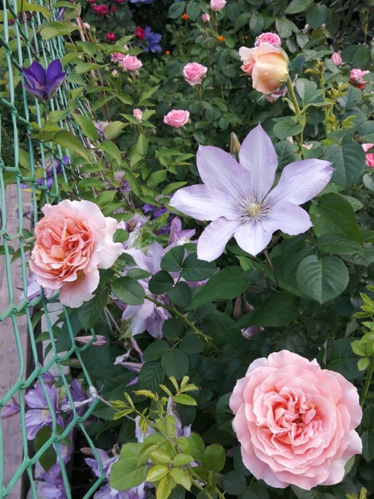 Rose und Clematis