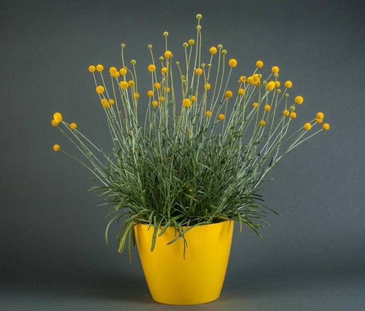Die gelbe Craspedia globosa ist die Balkonpflanze des Jahres 2021 in Sachsen