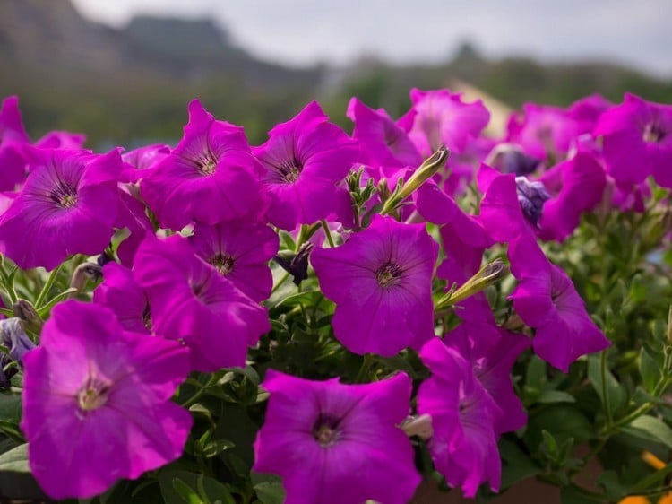 Duftblumen für Balkon lila Petunien