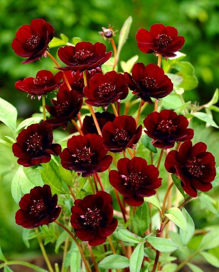 Dunkelrote Blumen für Balkon Schokoladen-Kosmee