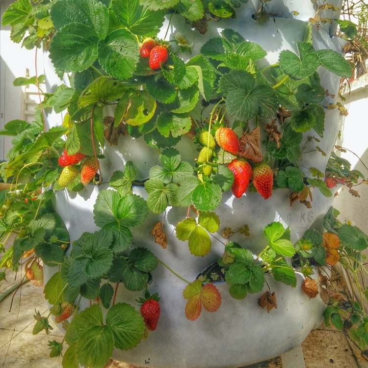Erdbeeren im Hochbeet auf dem Balkon