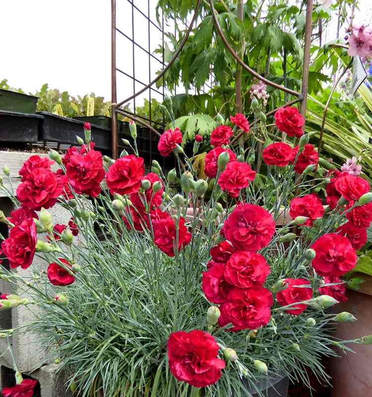 Gartennelken im Topf für Balkon rot