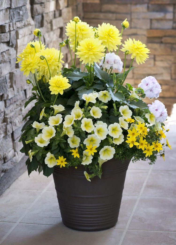 Gelb blühende Balkonblumen im Topf kombinieren