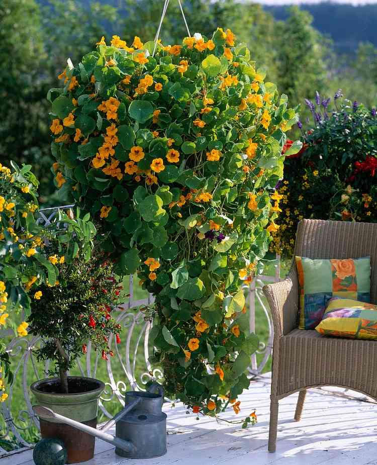 Gelbe Balkonblumen hängend Kapuzinerkresse