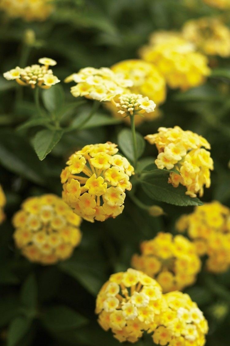 Gelbe Blüten von Wandelröschen rund