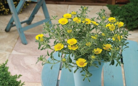 Gelbe Blumen für Balkon Goldtaler im blauen Topf