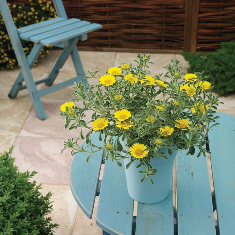Gelbe Blumen für Balkon Goldtaler im blauen Topf