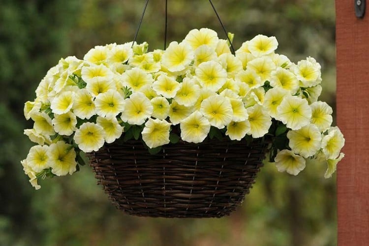 Gelbe Blumen für Balkon Sonne oder Halbschatten Petunia im Blumenampel