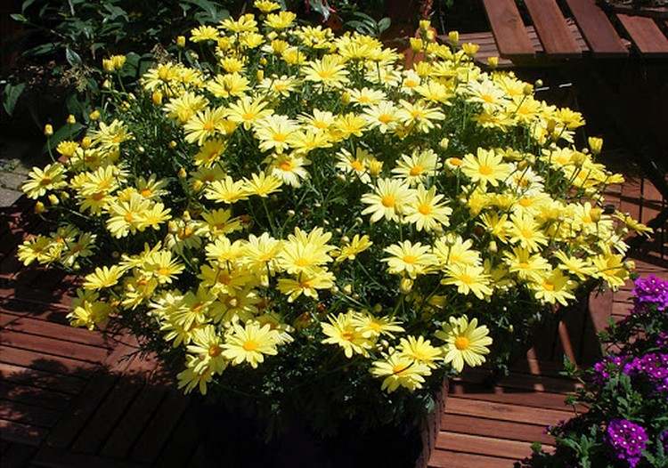 Gelb blühende Balkonblumen Sommerblume Strauchmargerite
