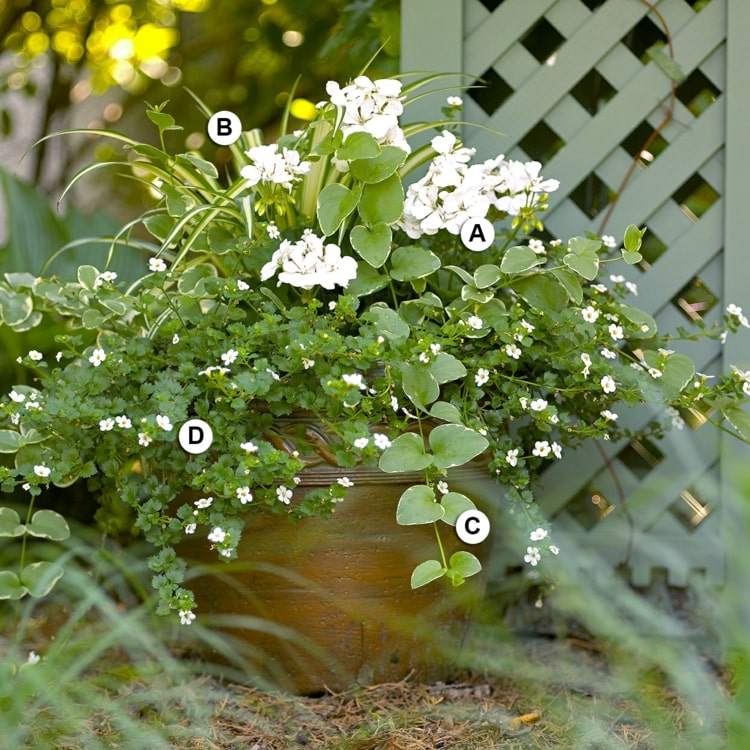 Geranien, Immergrün, Grünlilie, Schneeflockenblumen für ein weiß-grünes Arrangement