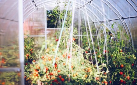 Gewächshaus zum Anbau von Tomaten