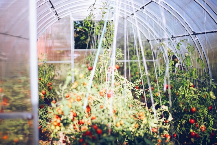 Gewächshaus zum Anbau von Tomaten