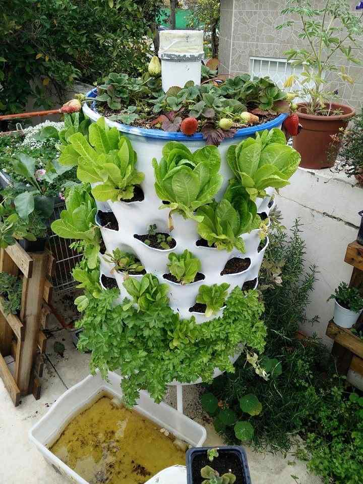 Hochbeet bepflanzt mit Salat Erdbeeren und Petersilie