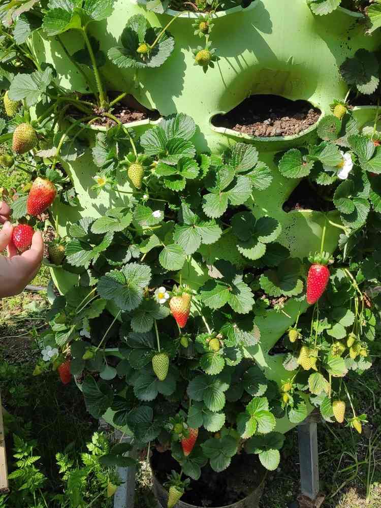 Hochbeet für Erdbeeren ohne Bodenkontakt