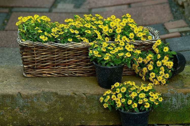Gelb blühende Balkonblumen Husarenknöpfchen in Kästen und Töpfen