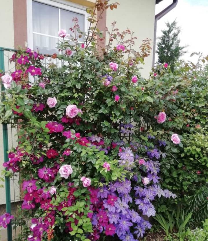 Kletterrose und Clematis an einem Rankgerüst als Sichtschutz