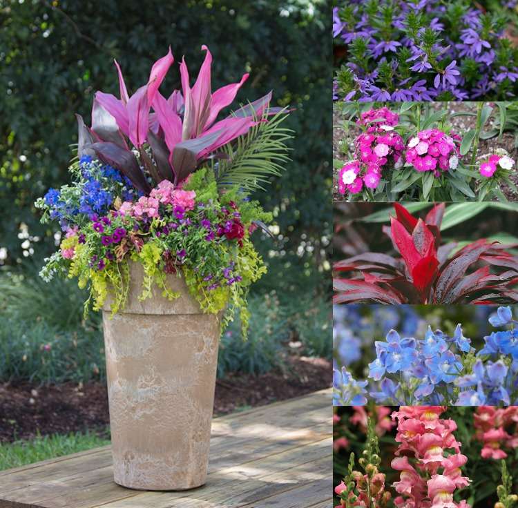 Kübelpflanzen für Terrasse Ideen für Sommerbepflanzung mit Blumen