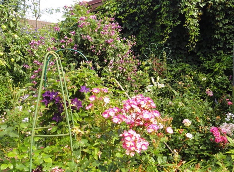 Rose und Clematis