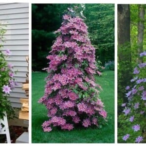 Obelisk als Rankhilfe für Clematis im Garten