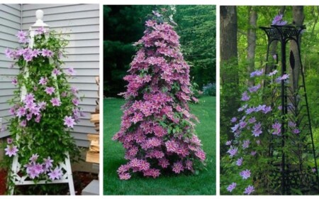 Obelisk als Rankhilfe für Clematis im Garten