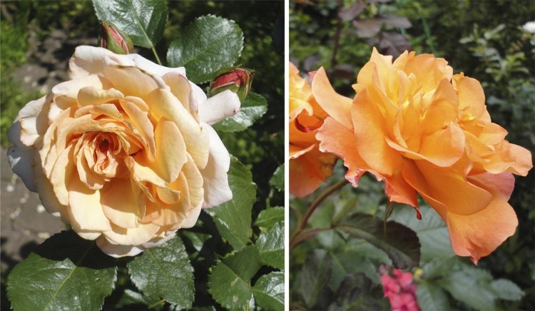 Orange Rosen wie Westerland oder Barock eignen sich perfekt für Clematis mit lila Blüten.