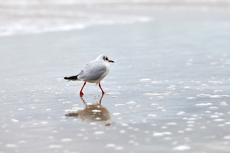 Pfingstenferien 2021 Ideen Urlaub an der Ostsee Corona