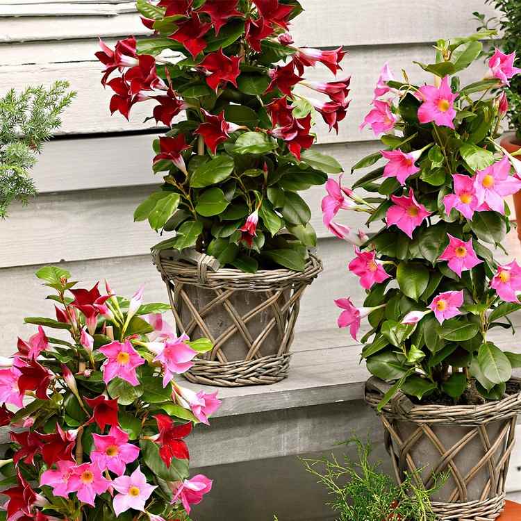 Pink blühende Blumen für Balkon Dipladenie ist Kletterpflanze