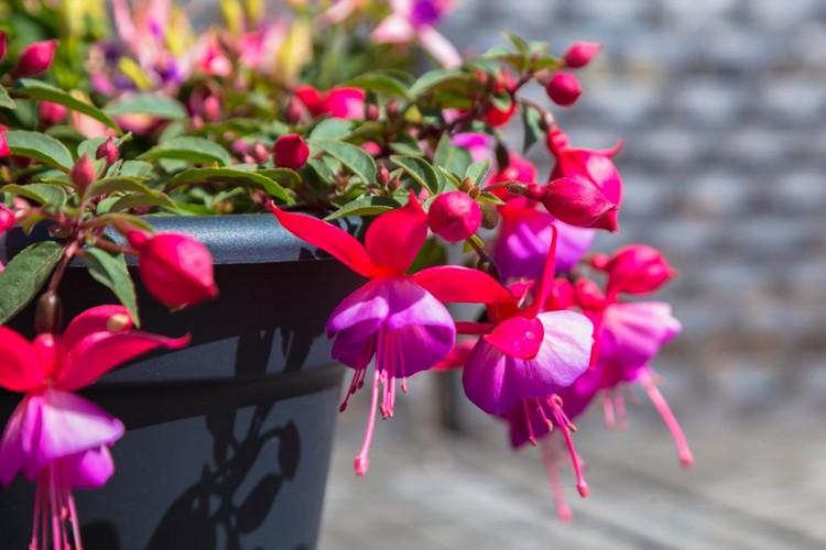 Pinke Blumen für Balkon Fuchsie Sorten und Pflege-Tipps