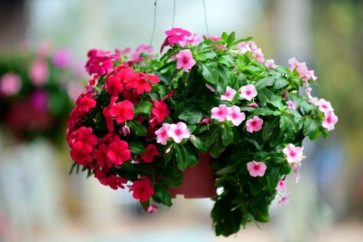 Pinke Blumen für Blumenampel hängende Petunia