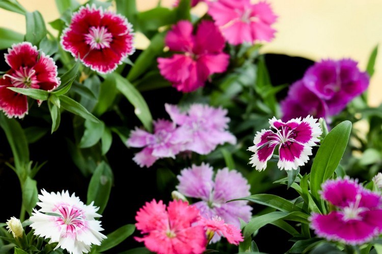 Pinke Sommerblumen für den Balkon Pfingst-Nelken