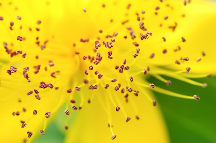 Pollen lösen Schnupfen, Husten und Juckreiz aus