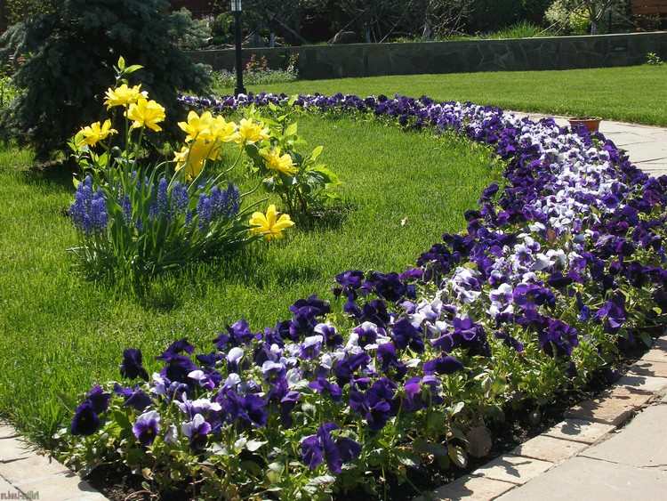 Randbeet Gestaltung mit lila Frühlingsblumen