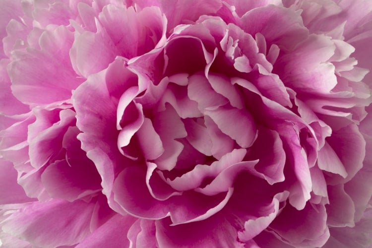 Rosa Pfingstrosenblüte für romantische Blumendeko im Haus