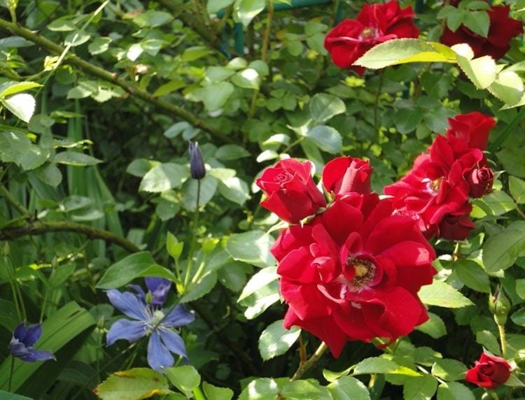 Rose Amadeus und Clematis Arabella zusammen pflanzen im Garten