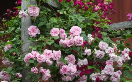 Rose May Queen und Clematis viticella