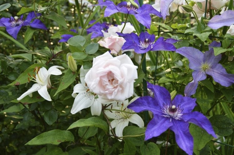 Rose New Dawn und Clematis mit großen lila Blüten