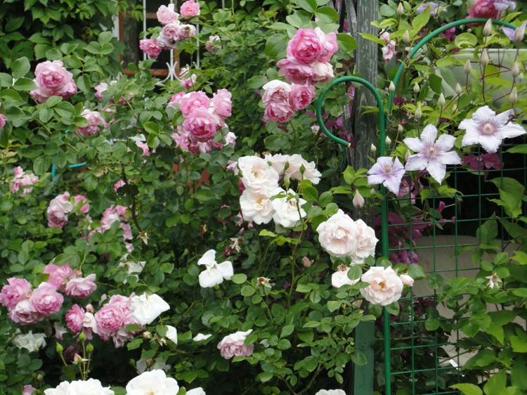Rosen und Clematis im romantischen Cottage-Garten