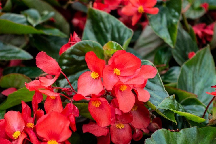 Rote Blumen für Balkon Begonie Gottesauge