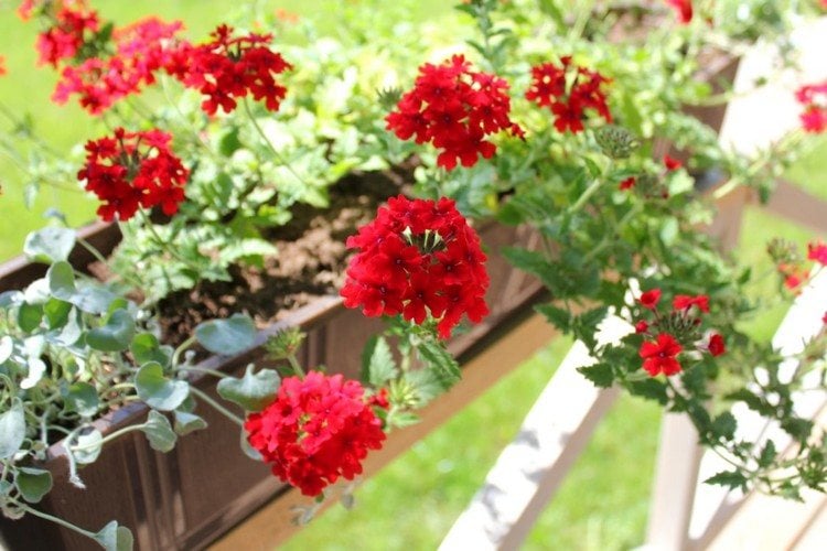 Rote Blumen für Balkon Eisenkraut im Balkonkasten